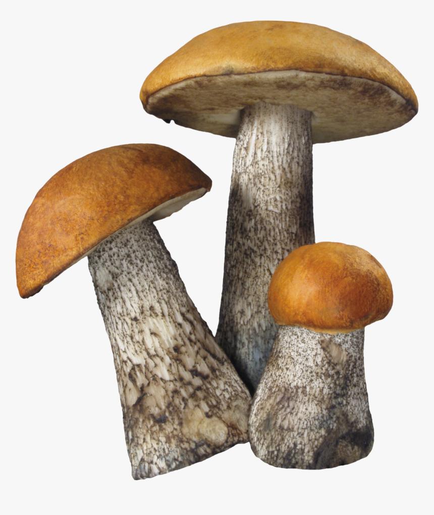 Fungi Png - Mushrooms Png, Transparent Png