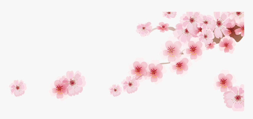 Transparent Cherry Blossom Png - Cherry Blossom Png, Png Download