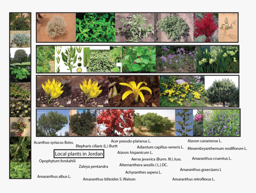 African Daisy, HD Png Download