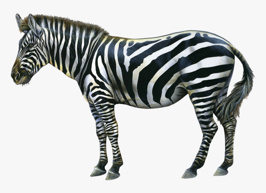 Zebra Png Image - Oracle Card A Change In The Wind, Transparent Png