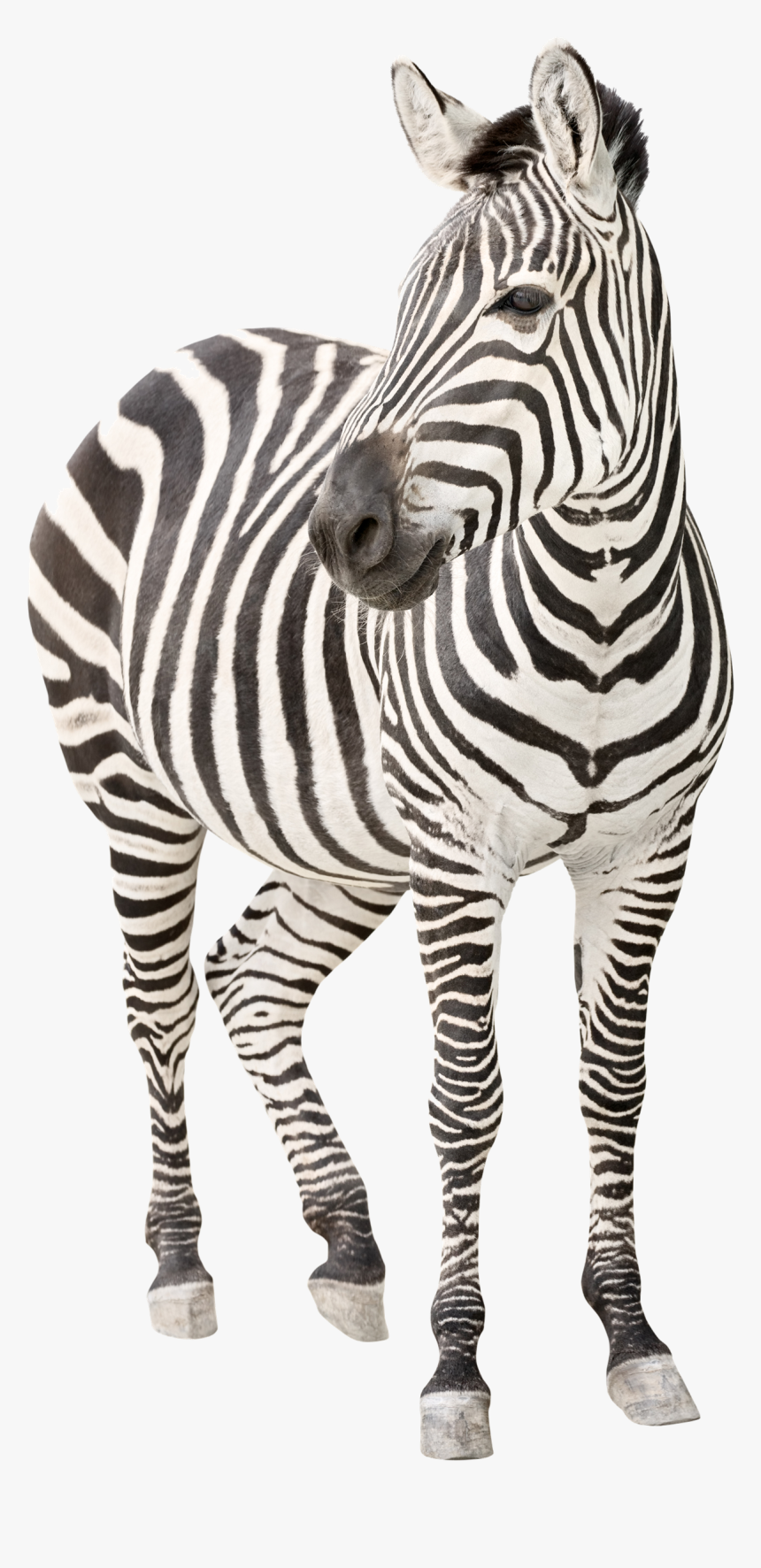 Zebra Png Transparent Image - Ehlers Danlos Syndrome, Png Download