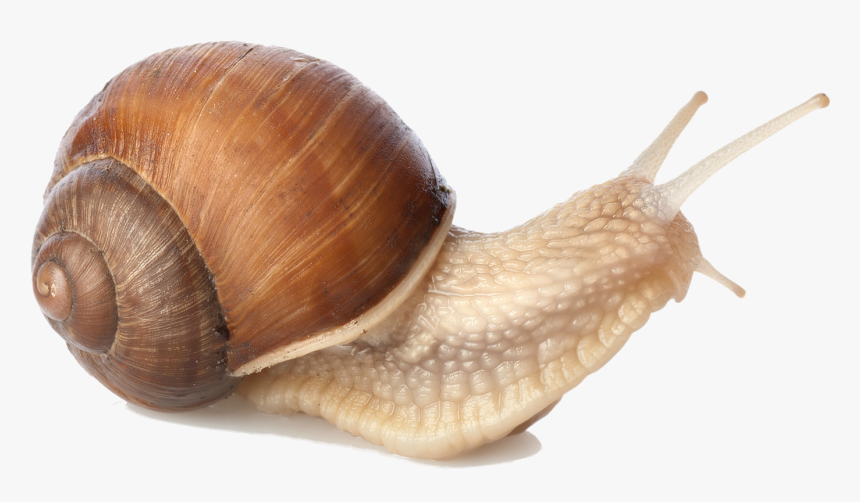 Snail Png - Snail Png - Snail Png, Transparent Png