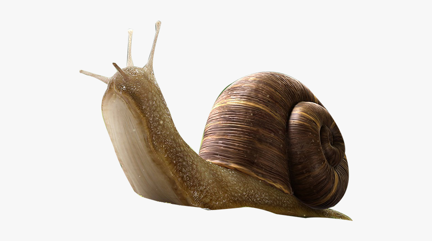 Snail Insect Orthogastropoda - Snail Png, Transparent Png
