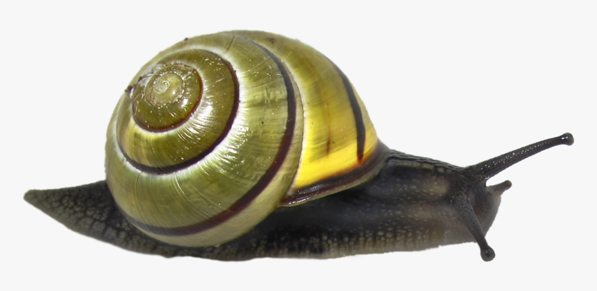 Download Snail Png Clipart - Leaf Litter Habitat Animals, Transparent Png