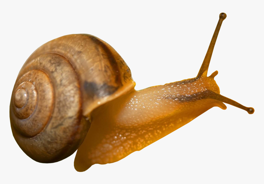 Snail Png - Transparent Background Snail Png, Png Download