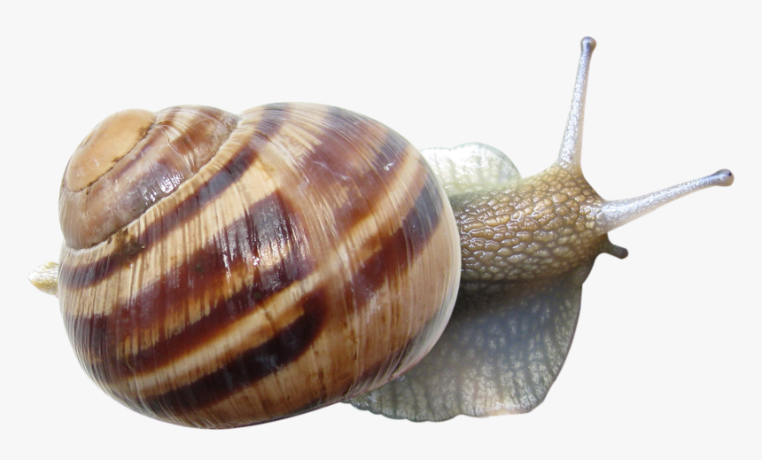 Snail Png - Улитка Пнг, Transparent Png