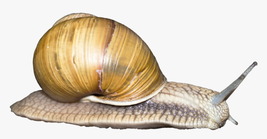 Transparent Background Snail Png, Png Download