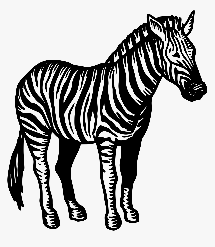 Zebra Black White Png, Transparent Png