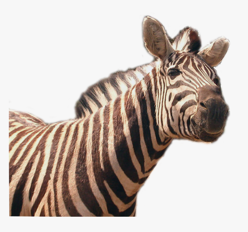 Download Zebra Png Transparent Image - Quagga Transparent, Png Download