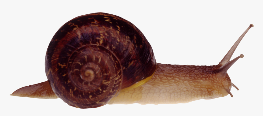 Snail Png - Snail Transparent Png, Png Download