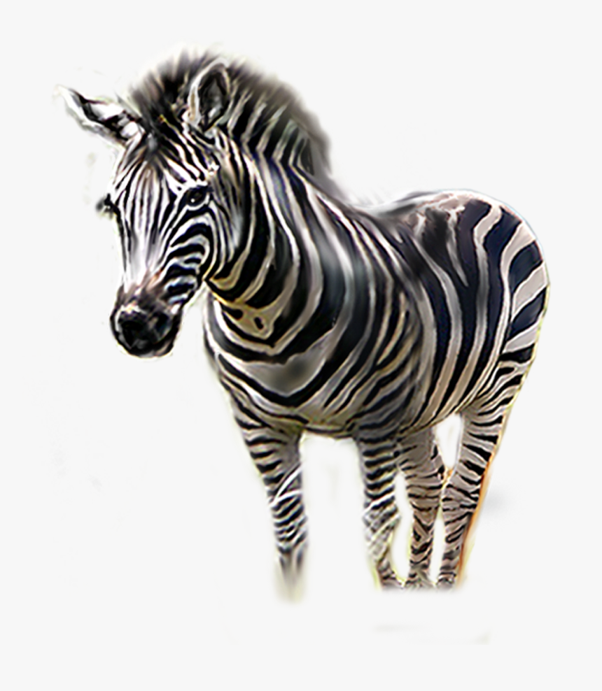 Zebra Png Download - Transparent Zebra Head, Png Download