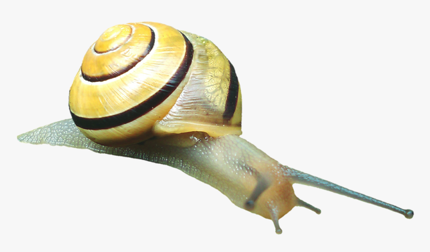Snail Shell Snail Shell Free Picture - Gastropods, HD Png Download
