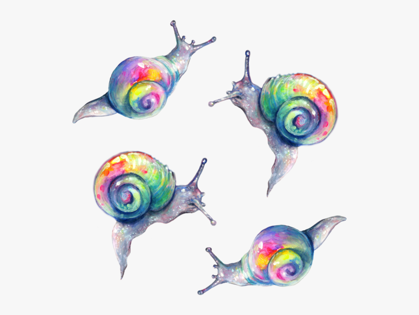 Rainbow Snail Png - Tanya Shatseva Snail, Transparent Png
