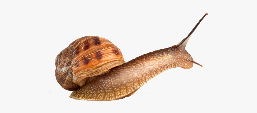 Snails Png Photo Background - Lymnaeidae, Transparent Png