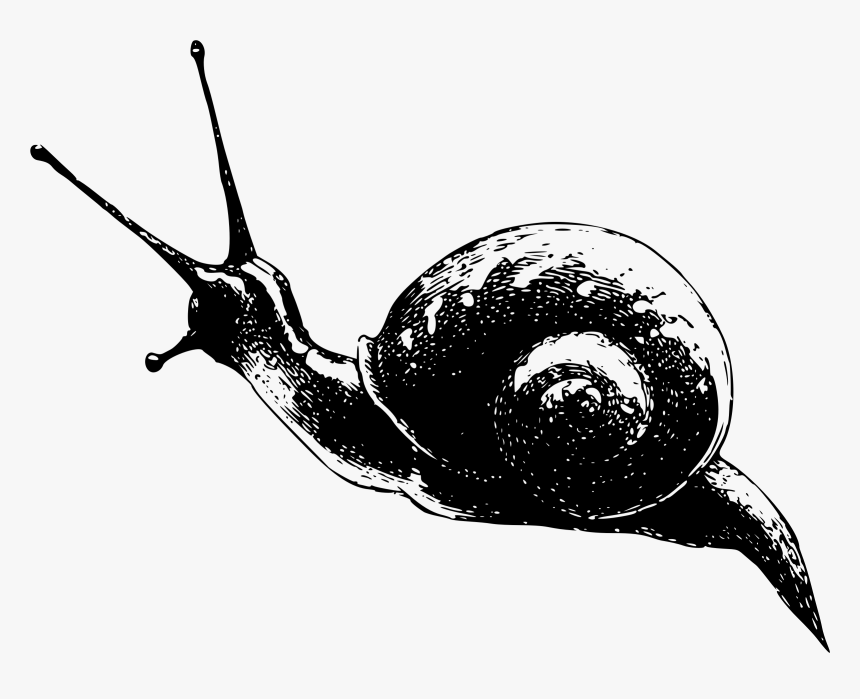 Snail,monochrome Photography,invertebrate - Snail .png, Transparent Png
