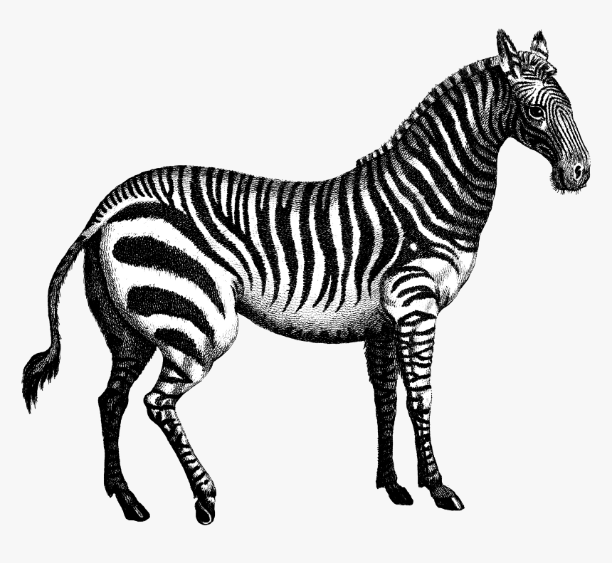 Quagga Marty Zebra - Tiger Horse Chenin Pinot Grigio, HD Png Download