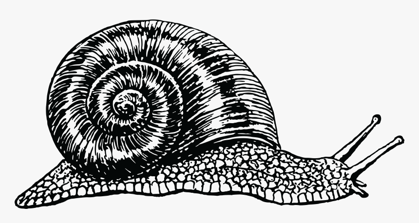Line Art Png Black White - Snail Black And White, Transparent Png