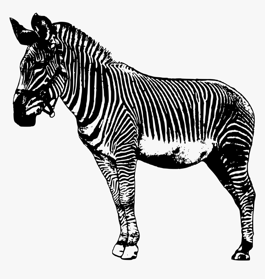 Transparent Zebra Clip Art - Drawing Zebra, HD Png Download