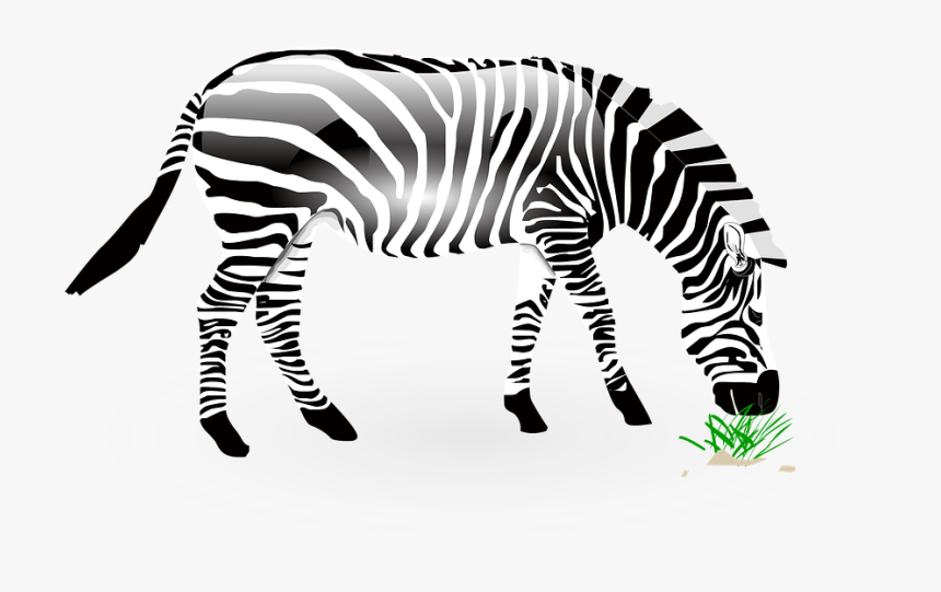 Animal, Zebra, Wild, Wildlife, Nature, Zoo, Africa - ม้าลาย Png, Transparent Png