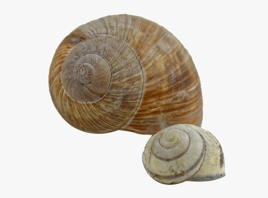 Transparent Png Snail Shell Png, Png Download