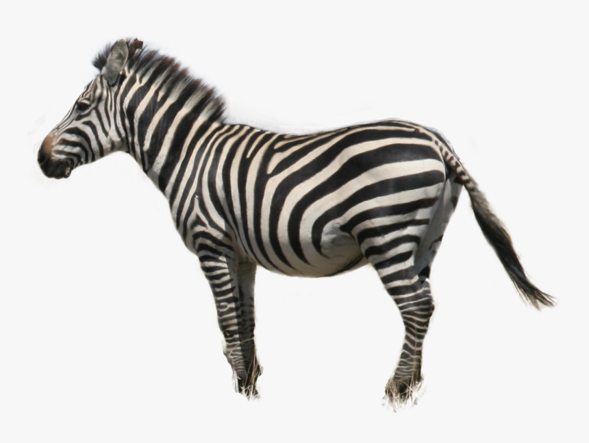 Zebra, HD Png Download