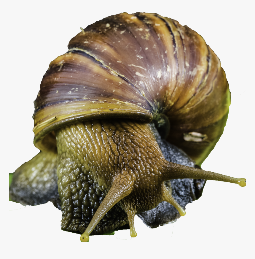 Do Snail Have Eyes, HD Png Download , Transparent Png Image PNGitem