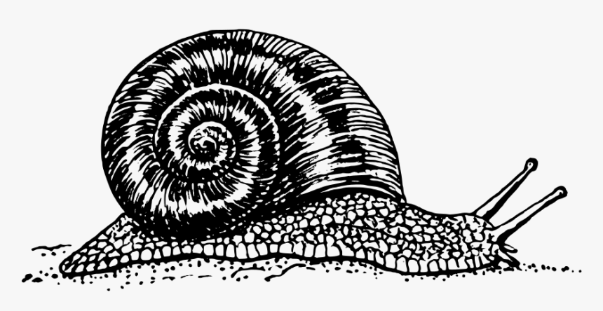 Snail Svg Clip Arts - Snail Black And White, HD Png Download