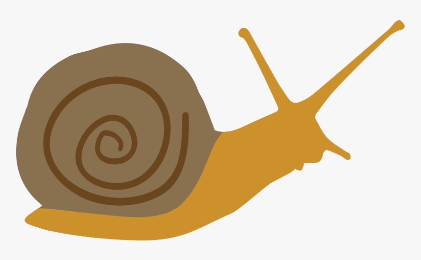 Lymnaeidae, HD Png Download