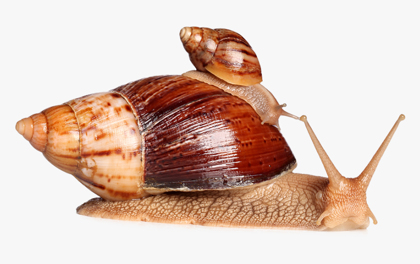 Green Cavier - Giant African Snail, HD Png Download