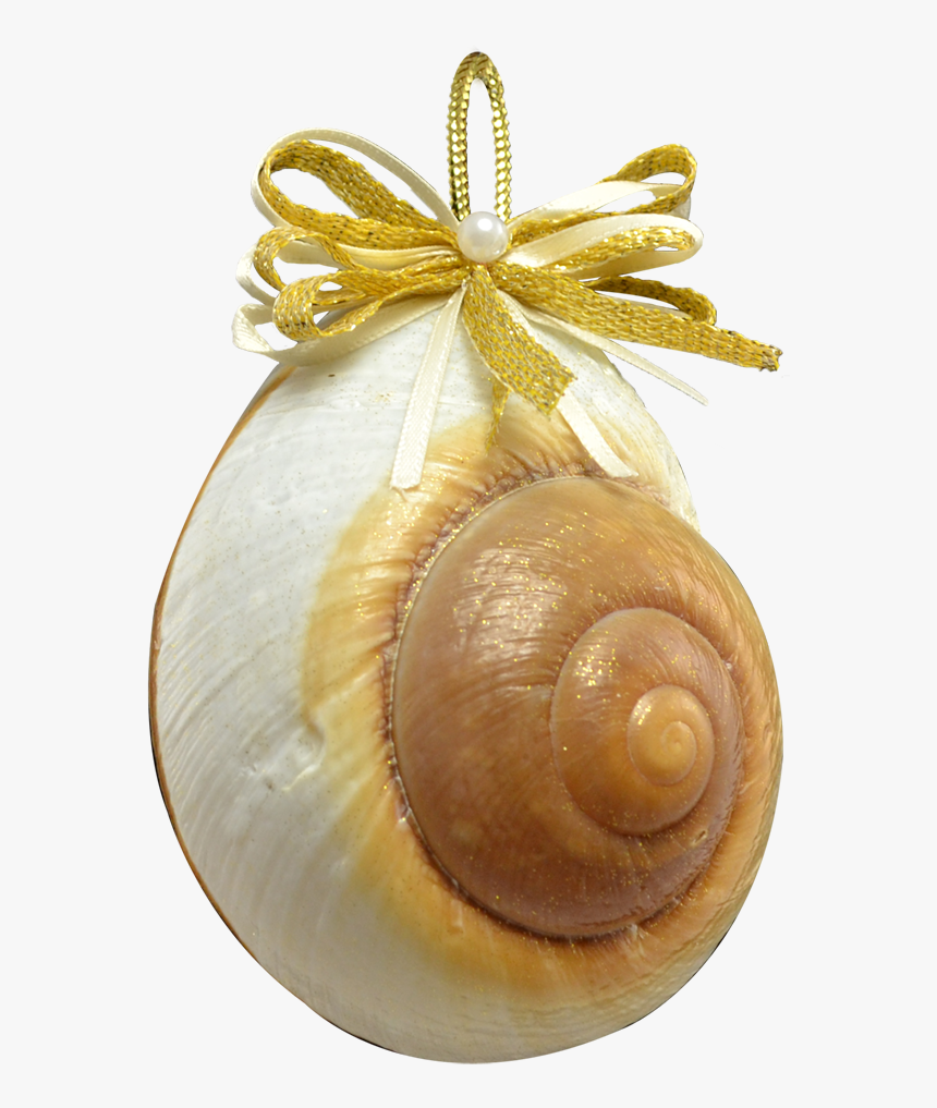 Mountain Land Snail Ornament 3-3 - Sea Snail, HD Png Download