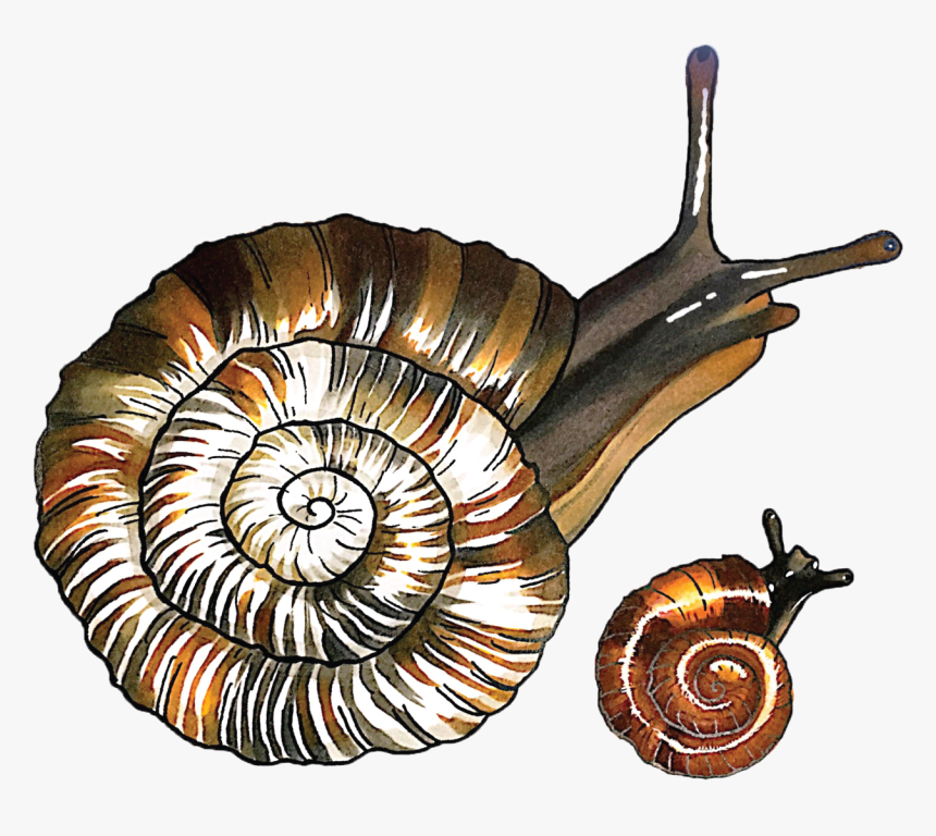 Hawaiian Land Snail Conservation - Snail, HD Png Download