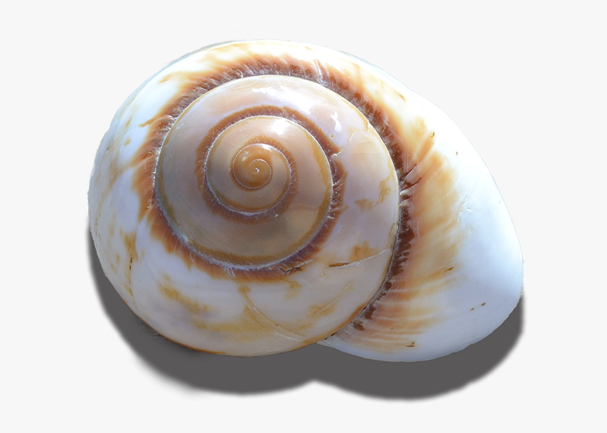 Mountain Land Snail Polish 3-3 - Shell, HD Png Download