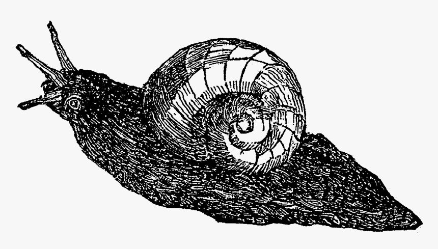 Lymnaeidae, HD Png Download