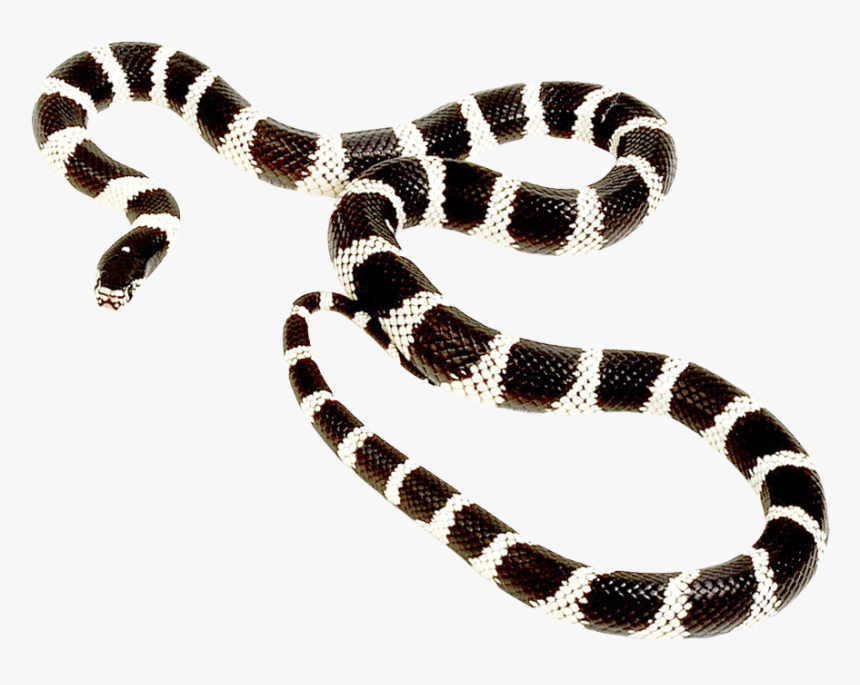 Snake Png Long - Post Malone Goodbyes Cover, Transparent Png