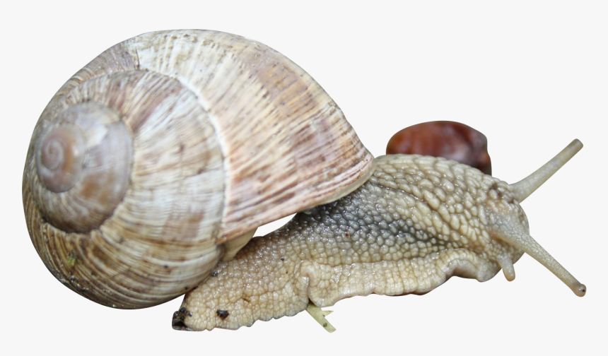 Lymnaeidae, HD Png Download