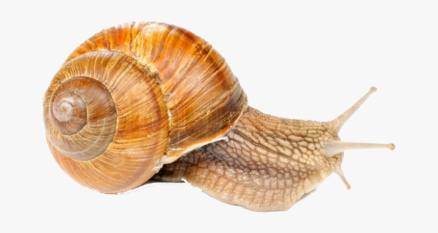 Snails Png Free Pic - Burgundy Snail On A White Background, Transparent Png