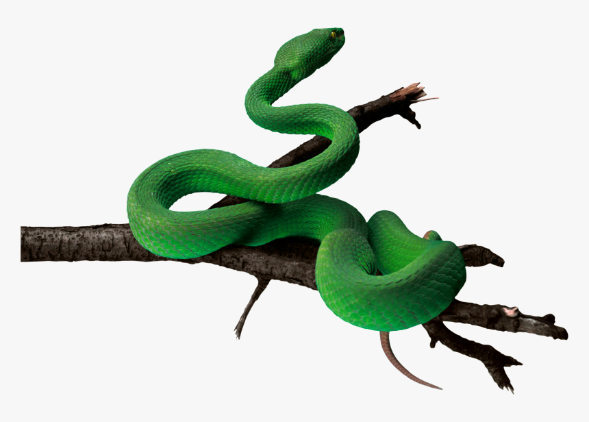 Snake Green Anaconda - Green Snake Png, Transparent Png