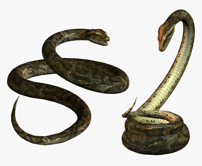 Download Snake Png Transparent Images Transparent Backgrounds - Anaconda Nicki Minaj Snake, Png Download