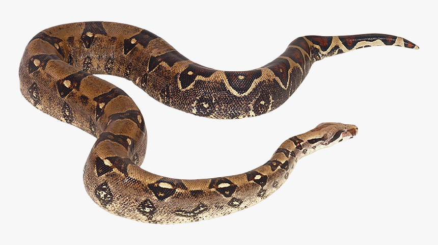 My Webpage - Serpiente De Agua Png, Transparent Png