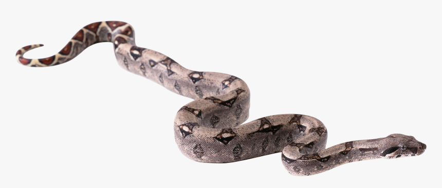 Snake Hd Png, Transparent Png