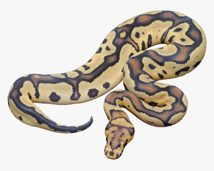 Fireclown And Firing Pin Ball Pythons - Burmese Python, HD Png Download ...