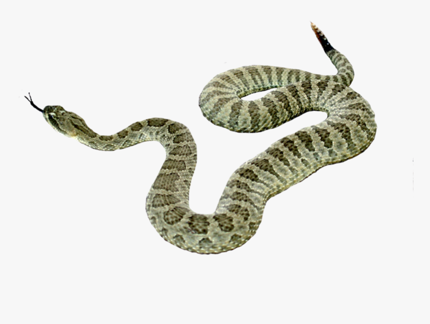 Snake Png Picture Png Download - Snake No Back Ground, Transparent Png