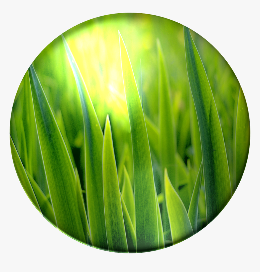 Bulbasaur, Grass Poison - Green Grass, HD Png Download