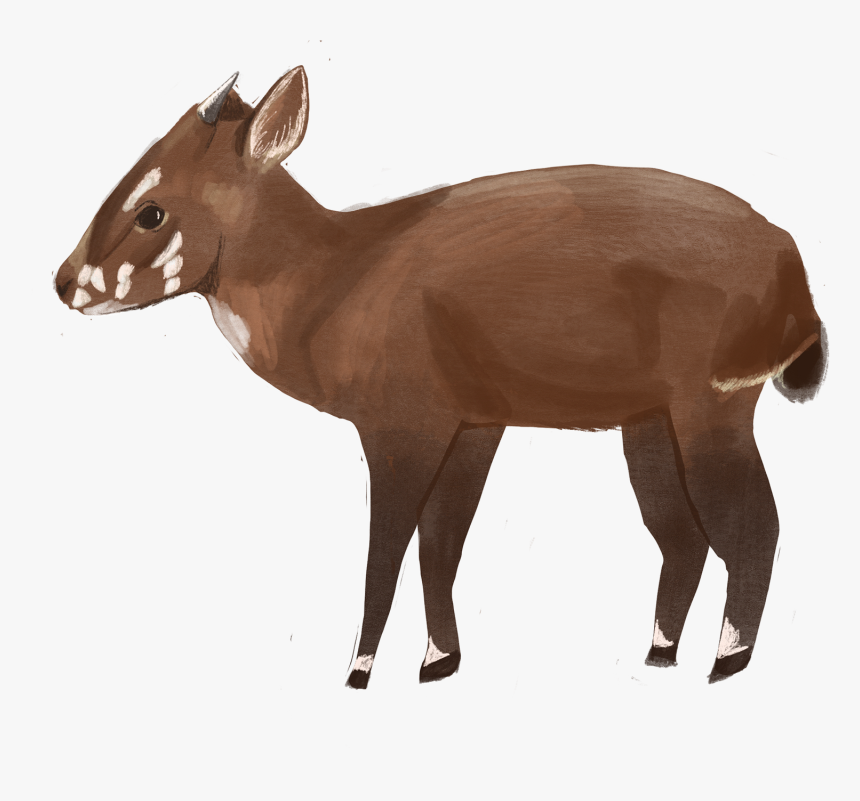 Roe Deer, HD Png Download