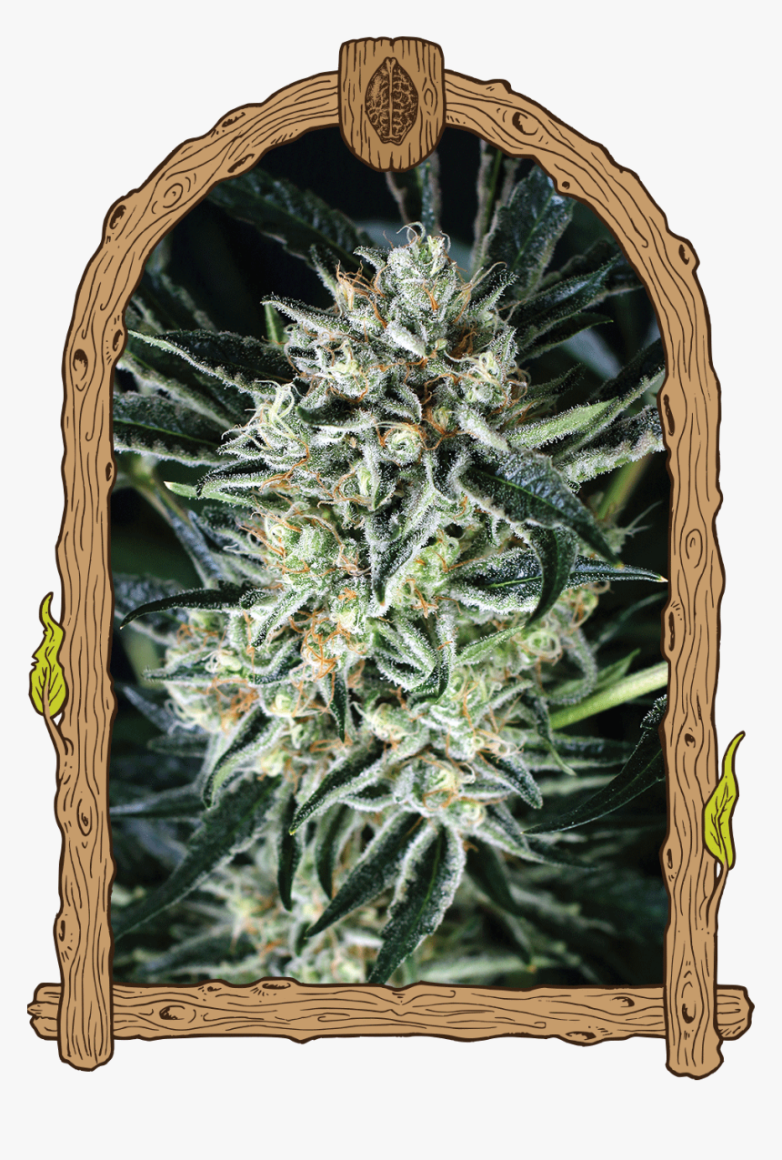 Herz Og Weed , Png Download - Exotic Seeds Zkittalicious, Transparent Png