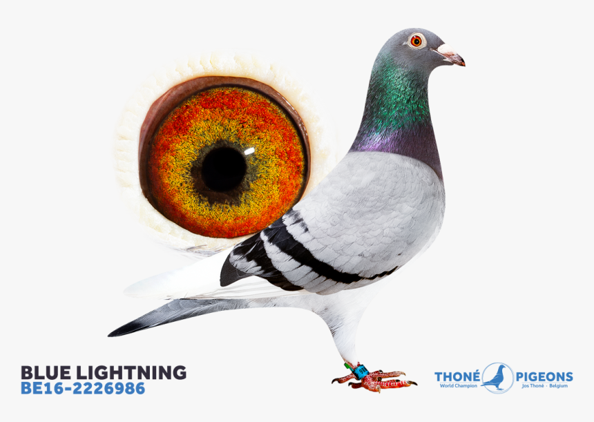 Rock Dove, HD Png Download