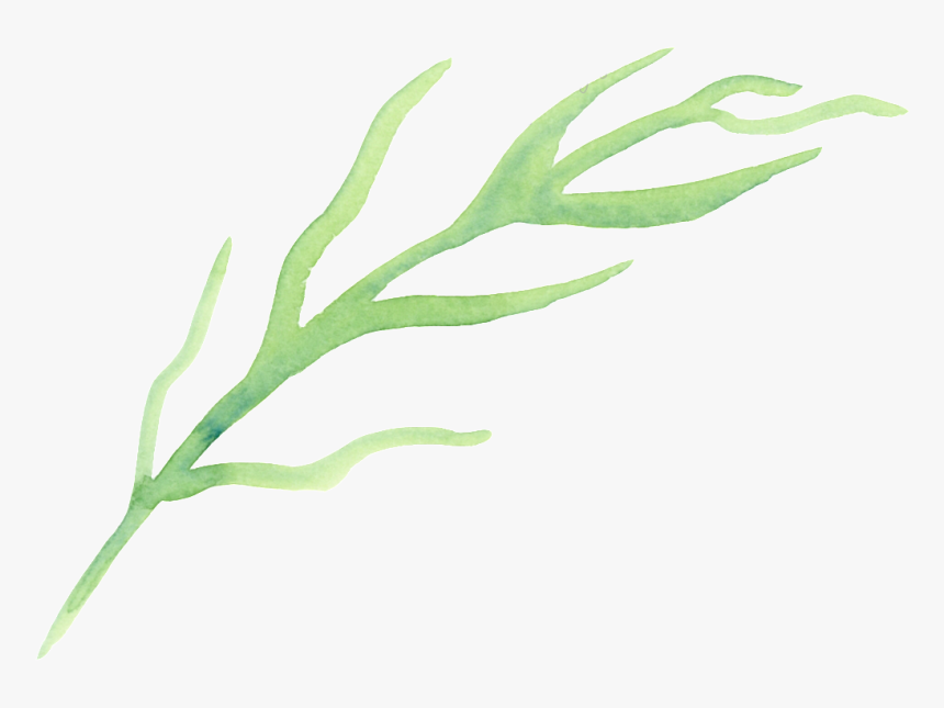 Drawn Seaweed Transparent - Seaweed, HD Png Download