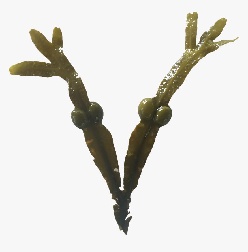 Tree, HD Png Download
