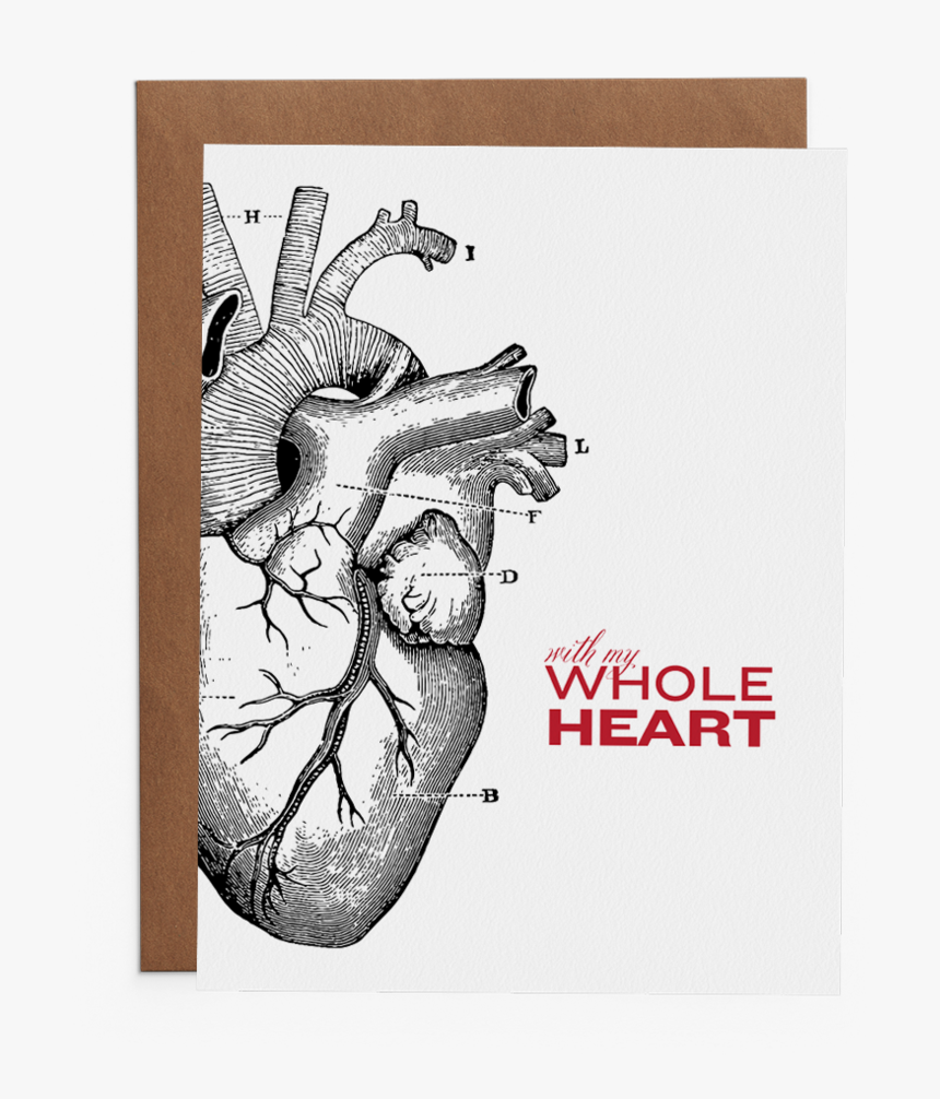 With My Whole Heart - Anatomical Heart Medical Illustration, HD Png Download