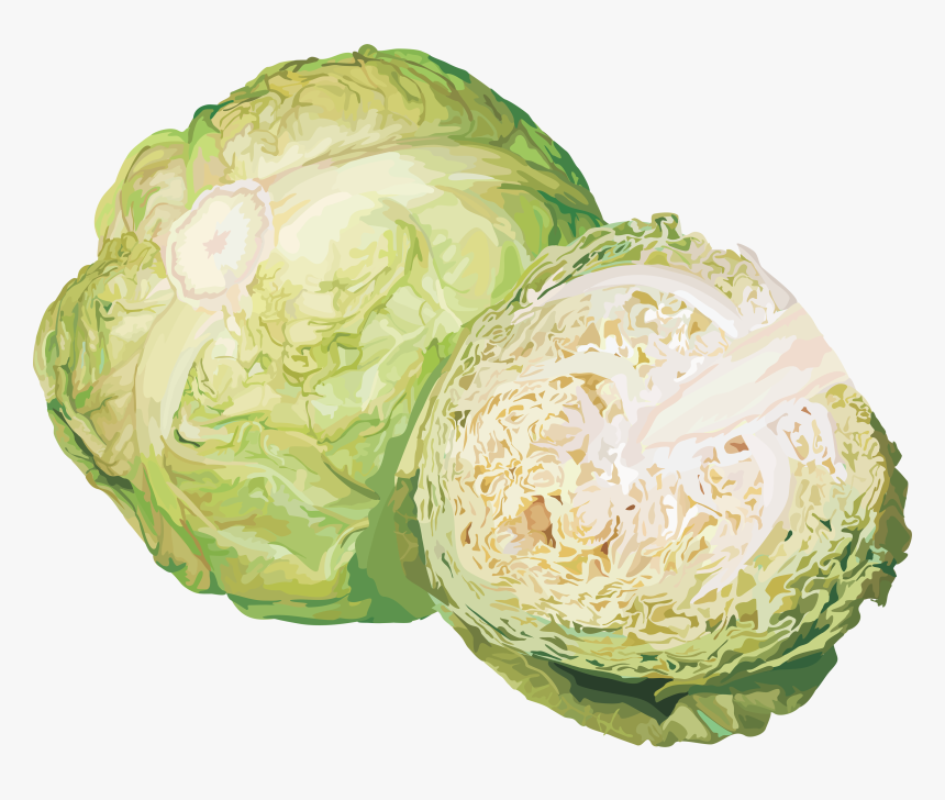 Cabbage Png Image - Cabbage Png, Transparent Png